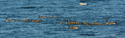 Goslings out for the Lake Tour