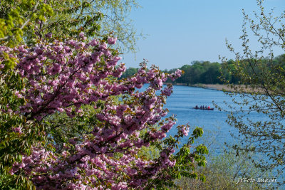 Spring Along the Jungernsee