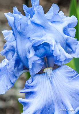 Vermont Garden Iris