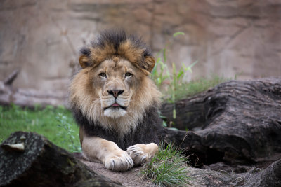 Lion at Brookfield Zoo, Chicago