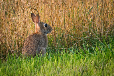 Cute Little Bunny