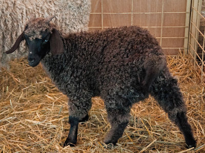 Black Angora Kid