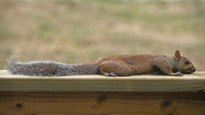 Squirrel Lying on Our Deck Ledge