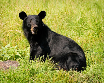 Black Bear Mouth Open