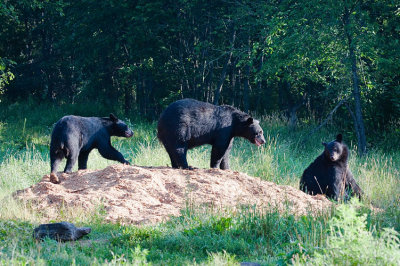 3 Bears on Wood Pile