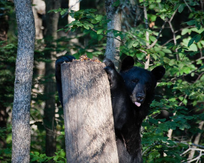 Bear at Tall Stump