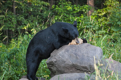 Bear Chomping Down on Food