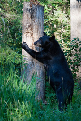 Bear Hugging Stump