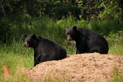 Bears on Wood Pile