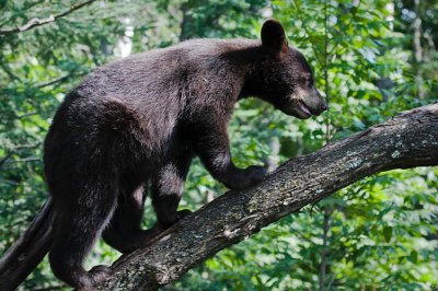 Cub Climbing Higher in Tree