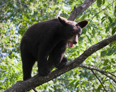 Cub in Tree Calling Mama