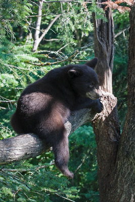 Cub in Tree