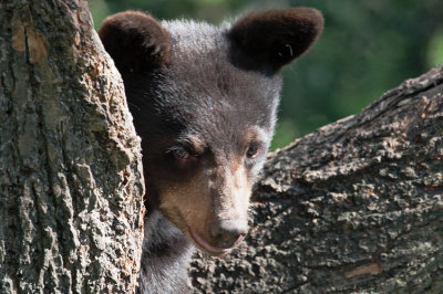 Cub in Tree