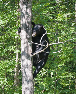 Mama Climbing Tree