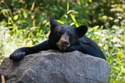 Resting on a Rock