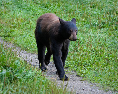 Young Bear with Brown Hair on Back