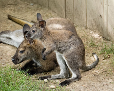 Young Wallaby with Mom