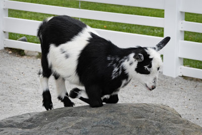 Kneeling Goat