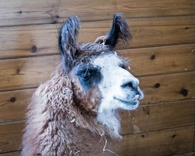 Llama Portrait