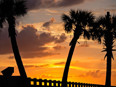 Palm Trees n Bridge Sunset