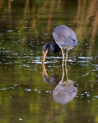 Tri Color Heron Dipping in Water