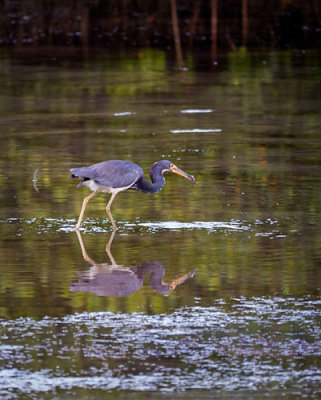Tri Color Heron with Fish