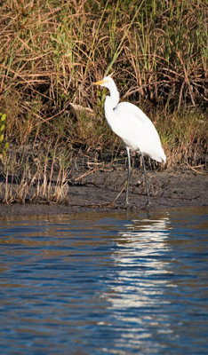 Great Egret beside Pond