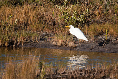Great Egret beside Pond