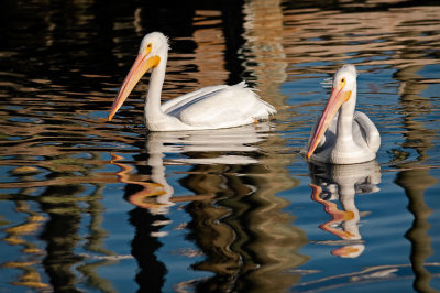2 White Pelican n Reflections