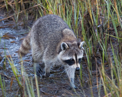 Raccoon in Salt Marsh