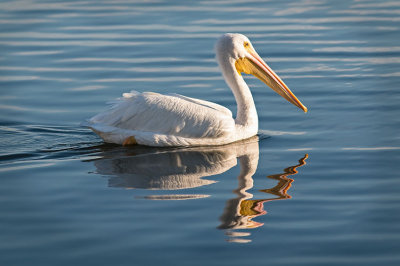 White Pelican n Reflection