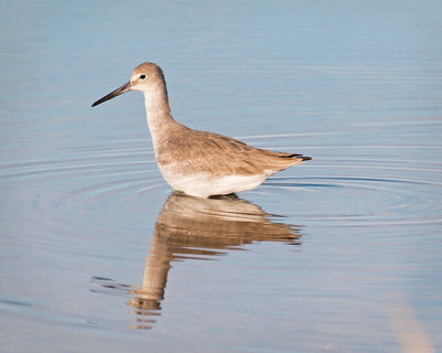 Willet Reflects