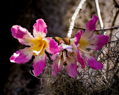 Pink n White Tree Flowers n Spanish Moss