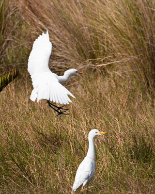 Snowy Lands beside Great Egret