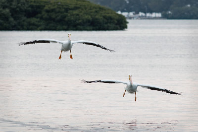 2 White Pelicans Approach