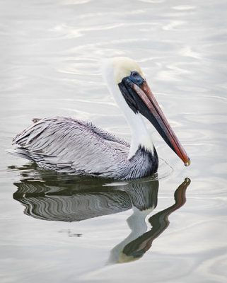 Pelican Reflects