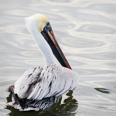 Pelican Swimming Away