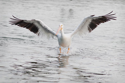 White Pelican Landing