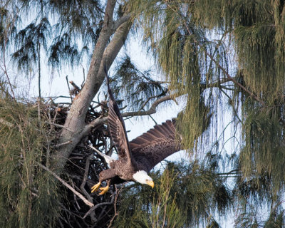 Eagle Leaving Nest