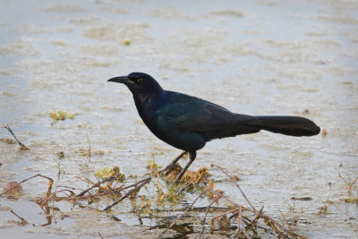 Grackle in Pond