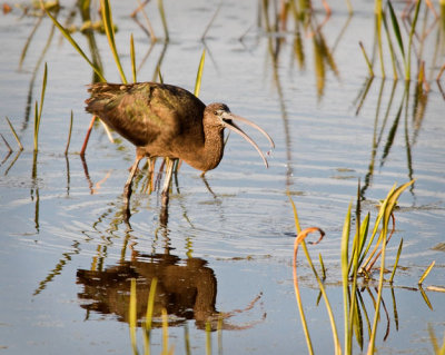 Glossy Ibis Mouth Open