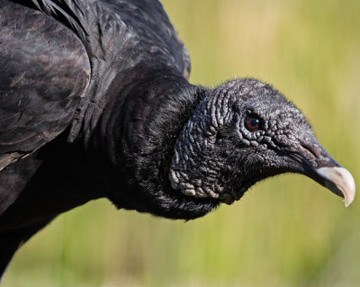 Black Vulture Portrait