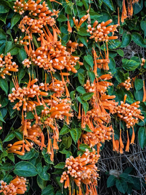 Orange Flowers