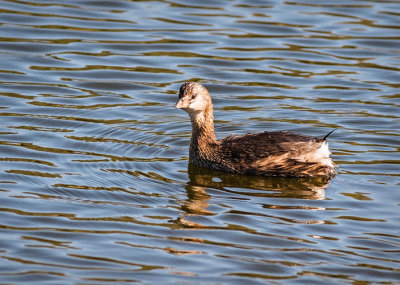 Pied-billed Grebe