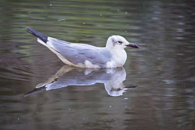 Laughing Gull Swimming by me