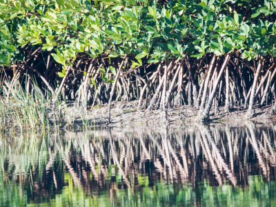 Mangrove Reflects