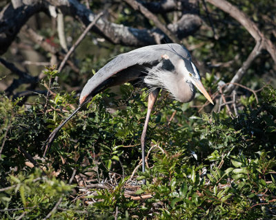 Great Blue Heron Stretching