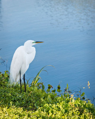 Great Egret Looking across Pond