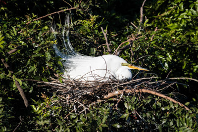 Great Egret Sitting on the Eggs