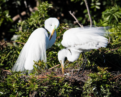 Great Egret Turning Eggs while Papa Watches